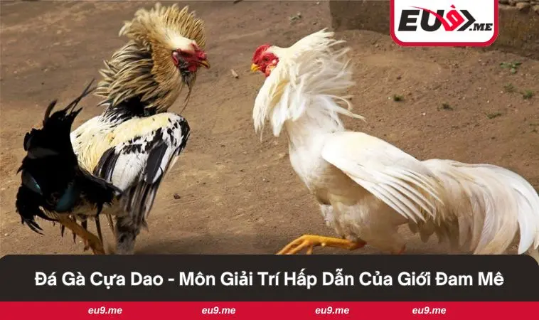 Đá Gà Cựa Dao - Sân Chơi Đỉnh Cao Cho Người Yêu Gà Chọi 1 Chiến kê tung đòn quyết định trong trận đấu kịch tính