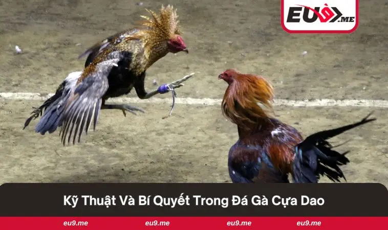 Đá Gà Cựa Dao - Sân Chơi Đỉnh Cao Cho Người Yêu Gà Chọi 2 Khoảnh khắc căng thẳng khi theo dõi màn so tài