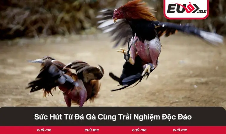 Đá Gà Cựa Dao - Sân Chơi Đỉnh Cao Cho Người Yêu Gà Chọi 3 Sự chuẩn bị công phu trước trận đấu hấp dẫn