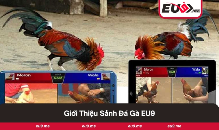 Đá Gà EU9 1 Giao diện sảnh đá gà trực tiếp, sinh động và chân thực.
