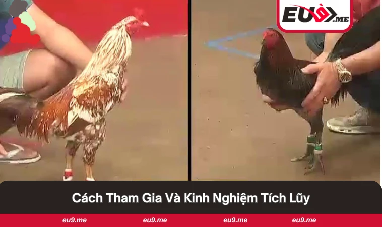 Đá Gà EU9 3 Người chơi theo dõi và đặt cược trong sảnh đá gà EU9.